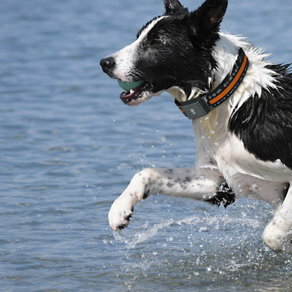 PawTrack™ Smart GPS Collar